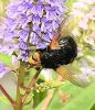 Tachina grossa